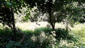 Кемпинг в Абхазии. Палаточный лагерь. Цитрусовый совхоз Алахадзы