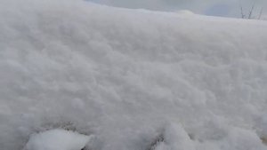 Проверка пчел стетоскопом. Checking the bees with a stethoscope