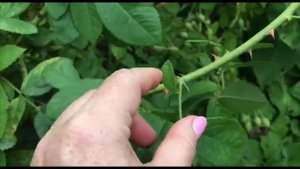 СКОЛЬКО ЛИСТИКОВ У РОЗЫ КОРНЕВАЯ ПОРОСЛЬ