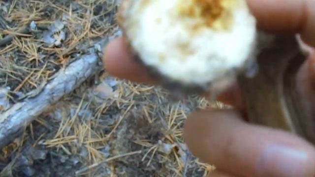 Боровики в сосновом бору (ЦАРСКИЙ ГРИБ)!!! Собираю мороженки! смотреть онлайн