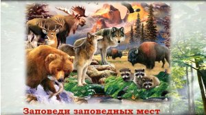 «Заповеди заповедных мест». Познавательный экскурс