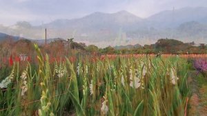 Gladiolus Flower at San Tin Flower Farm Yuen Long |Relaxing Sound #santinfarm #flower #exploremore