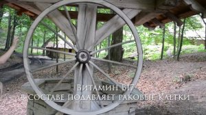 Урбеч из косточек абрикоса Дагестанское лакомство