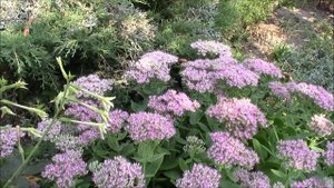 Очиток видный или заячья капуста. Sedum prominent
