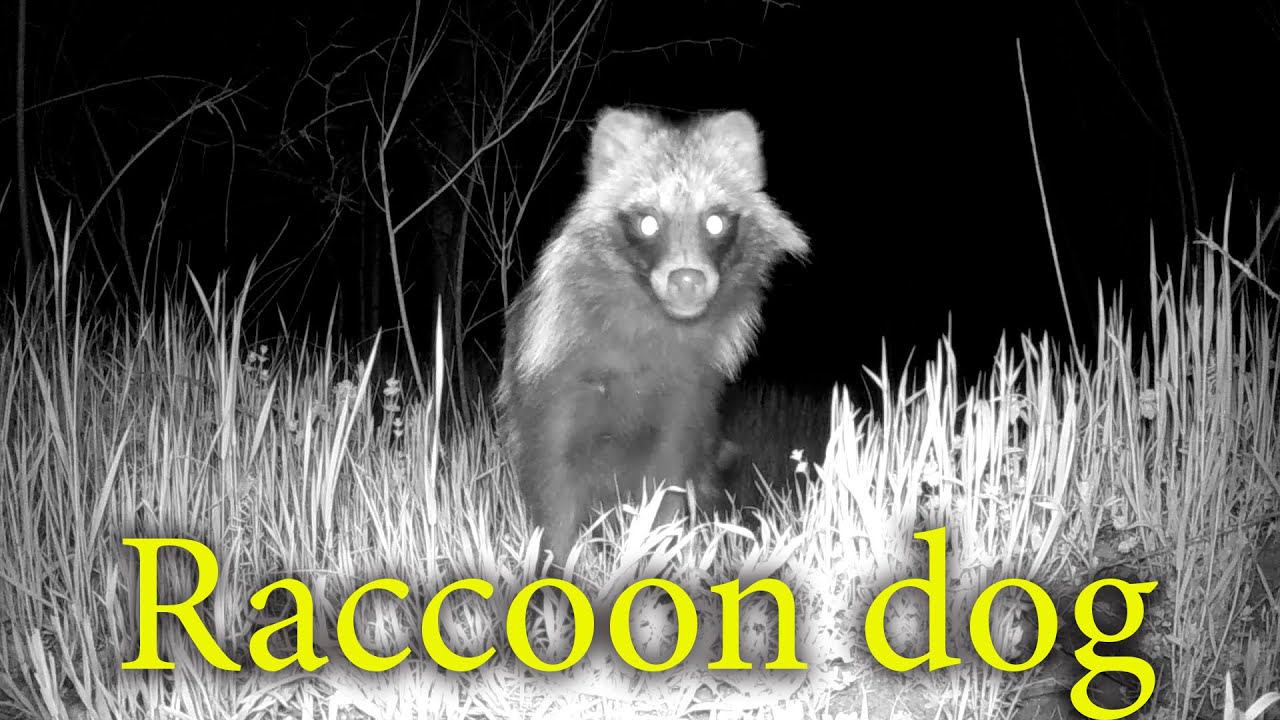 Енотовидные Собаки в разное время суток / Common raccoon dog смотреть онлайн