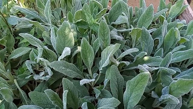 Planta comestível ornamental peixinho da horta lambari Lambarizinho. Stachys byzantina. Folhas peix смотреть онлайн