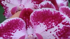 🔵COMO TER LINDAS FLORAÇÃO DE UMA ORQUÍDEA PHALAENOPSIS