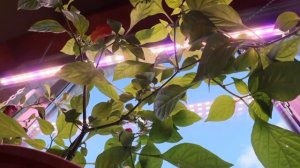 Как работают ФИТОЛАМПЫ?