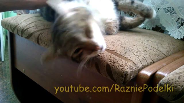 One day from cat life / Один день из жизни кота