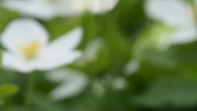 Plant Families 2b Ranunculaceae lab смотреть онлайн