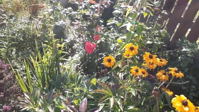 7 Сентября. Двухнедельное отсутствие на даче, заросли настурции. смотреть онлайн