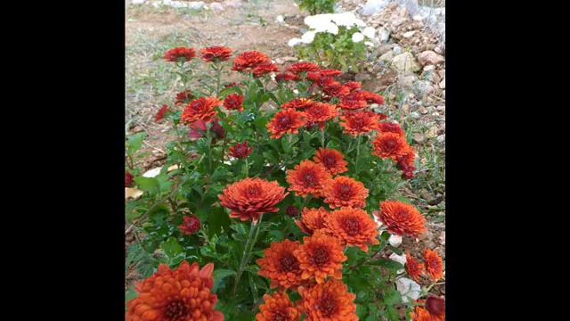 Классная музыка и Слайдшоу о маленькой радости крошечной девочки- инвалида Алисочке смотреть онлайн