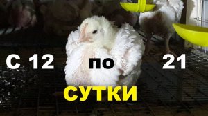 Бройлер Кобб - 500. Содержание, питание и потери с 12 по 21 день.