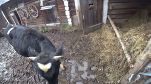 КОРМЛЕНИЕ БЫКОВ КАРТОФЕЛЕМ ХОРОШИЙ ПРИВЕС