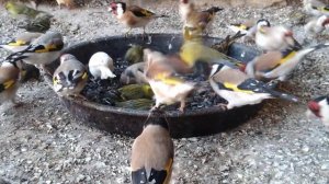 Певчие птицы кормление