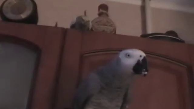 Попугай Жако и Корелла ! Parrot Jaco And Corella