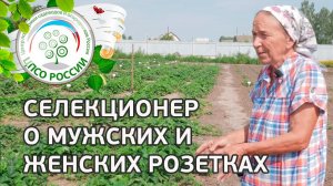 Селекционер о мужских и женских кустах клубники. Как определить стерильные сорта земляники.