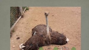 Миф о страусах или почему страус прячет голову в песок