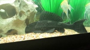 Hypostomus plecostomus