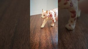 Моя коллекция фигурок животных 3 часть(дикие и домашние кошки)