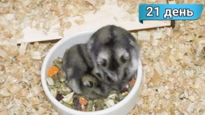 Хомяки джунгарики 15-21 дня. Развлечения для хомяка: колесо и качелька
