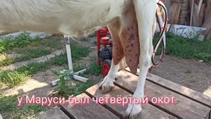 ❤️ Продаю высокоудойную козу. Село Львовское Краснодарский край. 20 июля 2020 г.