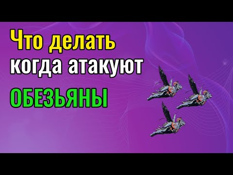 Что делать когда атакуют летучие обезьяны