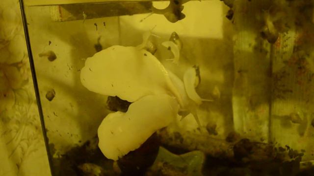 4 утра. Улитки ахатины в активности. смотреть онлайн