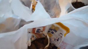 Подготавливаю подвой  для томата. Георгины и герань