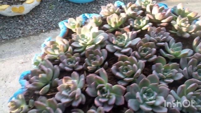 Aprenda a ter uma bacia cheia de MILKY WAY replante passo a passo #suculentas#jardim#plantas смотреть онлайн