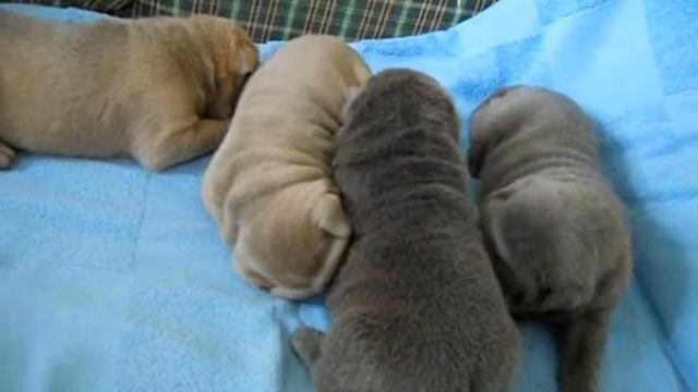 Щенки шарпея, Ф смотреть онлайн