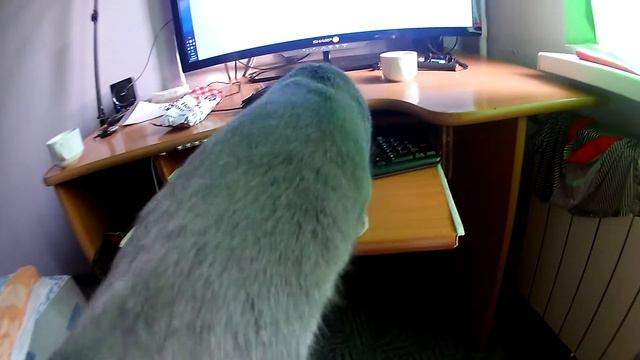 Кот облизуется смотреть онлайн