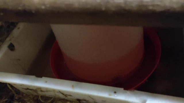 В курятнике всегда сухо# Индоутки#поилка в утятнике# смотреть онлайн