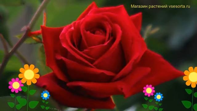 Роза чайно-гибридная Ред Стар. Краткий обзор, описание характеристик, где купить саженцы Red Star смотреть онлайн