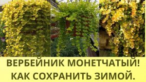 ВЕРБЕЙНИК МОНЕТЧАТЫЙ! ГОТОВЛЮ К ЗИМЕ. ОБРЕЗКА. ФОРМИРОВКА. РАЗМНОЖЕНИЕ ЧЕРЕНКОВАНИЕМ.