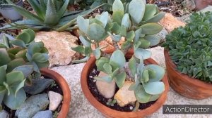 Мои Крассулы Древовидные?Коллекция #Крассула