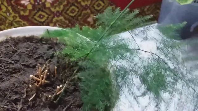 Аспарагус перистый , очень экзотическое растение , листики похожи на елочку , а больше на перышко смотреть онлайн