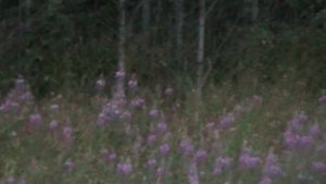 Медведь! Охота на приваде! Путешествие в Карелии!