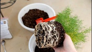 Аспарагус из семян. Часть 3. Продолжение. Комнатные цветы из семян. __Валентина Земскова.