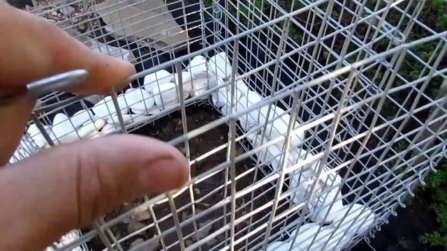 Габион своими руками/DIY Gabion смотреть онлайн