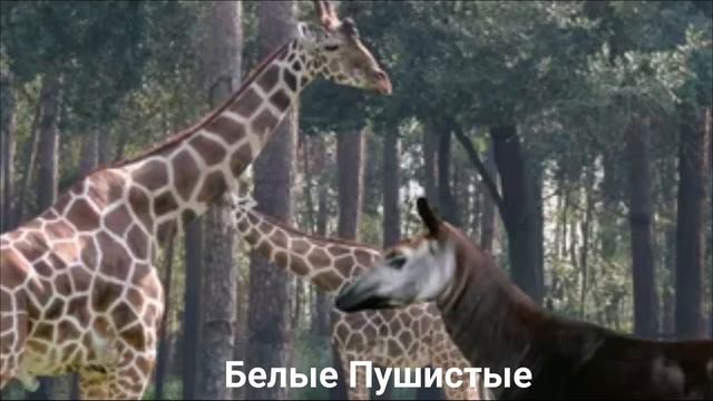 ОКАПИ?/Копытные/Животные/Интересные факты