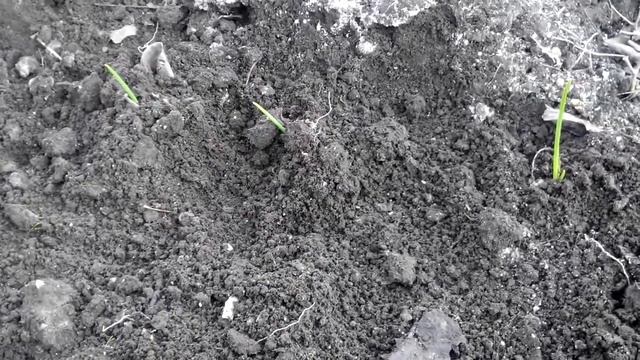 Посадка чеснока. Как рассаживаем чеснок смотреть онлайн