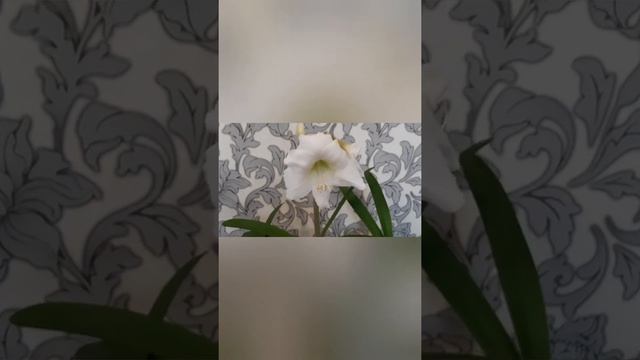 Амариллис или Гиппеаструм??? ? смотреть онлайн
