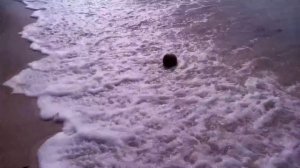 Как растет кокос