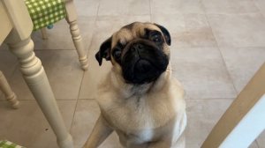 Мопсовлог #12 Уборка с собакой 😬. Минутка нежности и обиды 🥴❤️