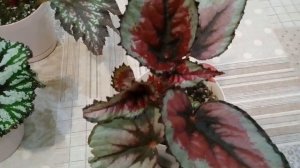 МОИ ПЯТЬ БЕГОНИИ ДЕКОРАТИВНО - ЛИСТВЕННЫХ ЧАСТЬ ПЕРВАЯ.