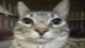 Кот смеётся типа смешно становится