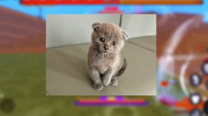 как качаты стати в peroxide?