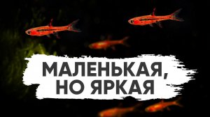 Самая яркая маленькая аквариумная рыбка - Расбора Бригитта