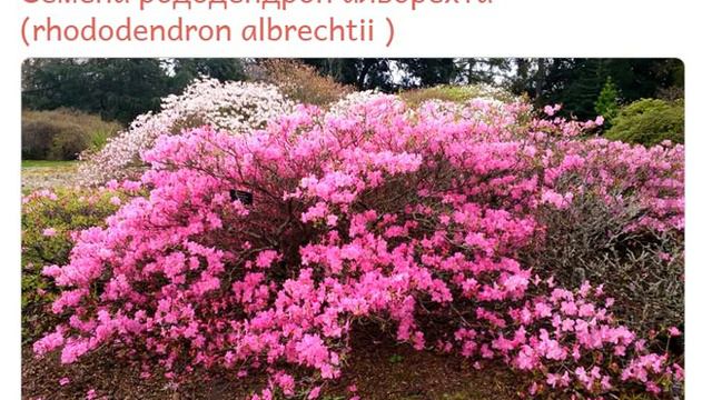Рододендрон альбрехта (rhododendron albrechtii)